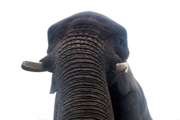 Di Inggris, Gajah Ikutan...