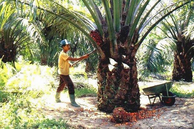 Kelapa Sawit, Deforestasi,...
