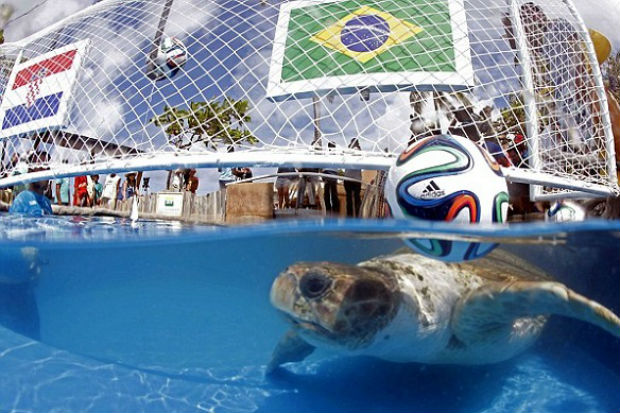 Penyu Ramal Brazil Menang...