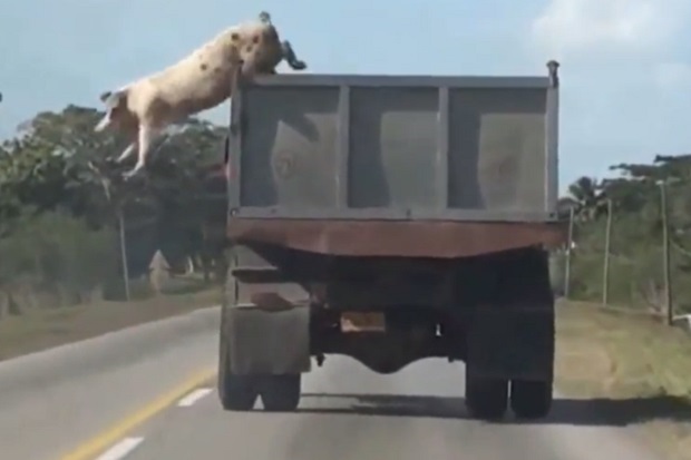 Hendak Dipotong, Babi...