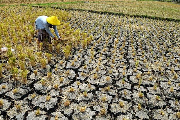 Kekeringan Melanda Wilayah...