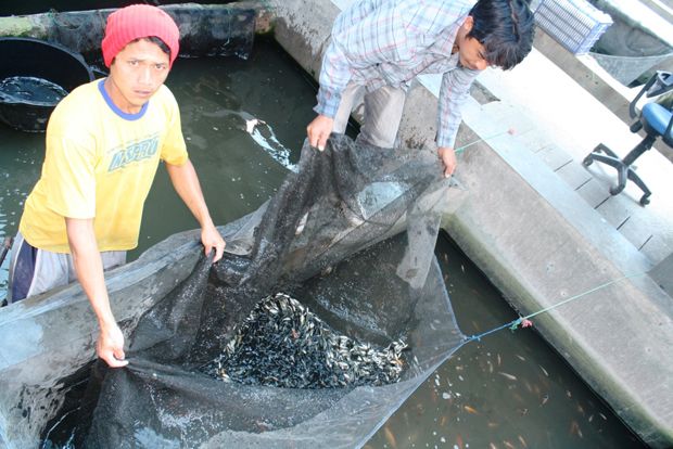Harga Ikan di Garut...