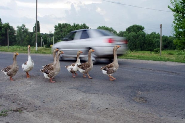 Coba Selamatkan Bebek,...