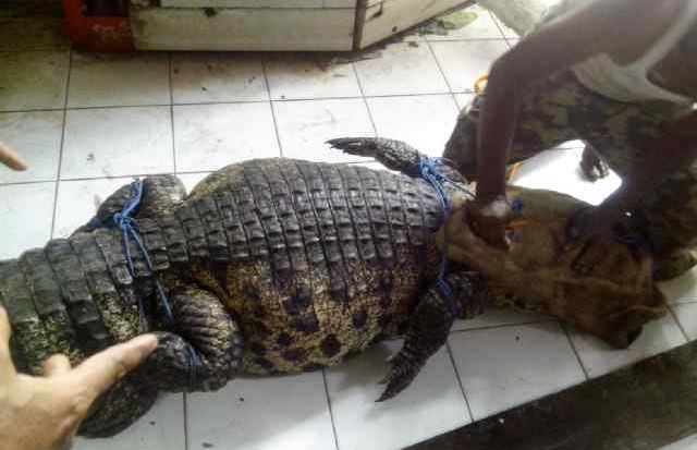 Taman Satwa Taru Jurug...