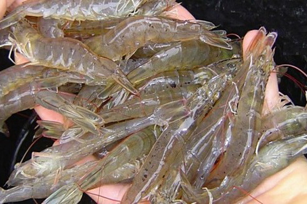 Budidaya Udang Vaname...