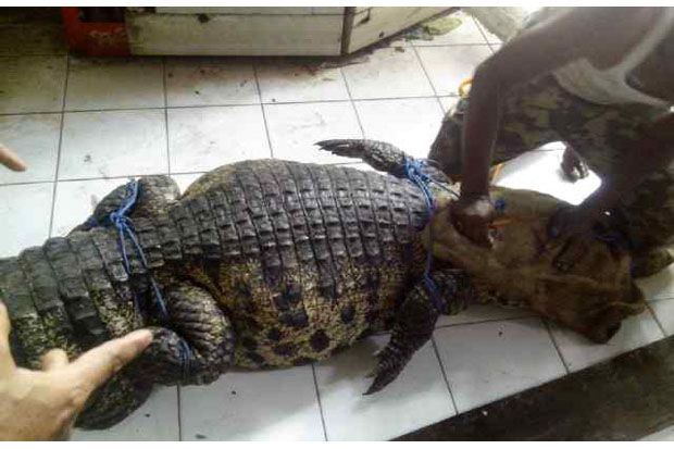 Nongol di Sungai, Buaya...