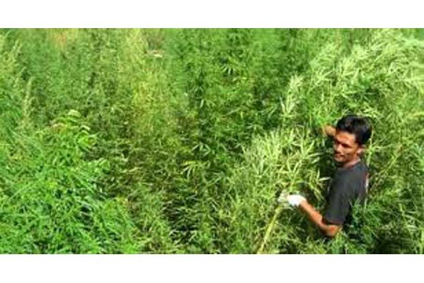 Polisi Temukan Ladang...