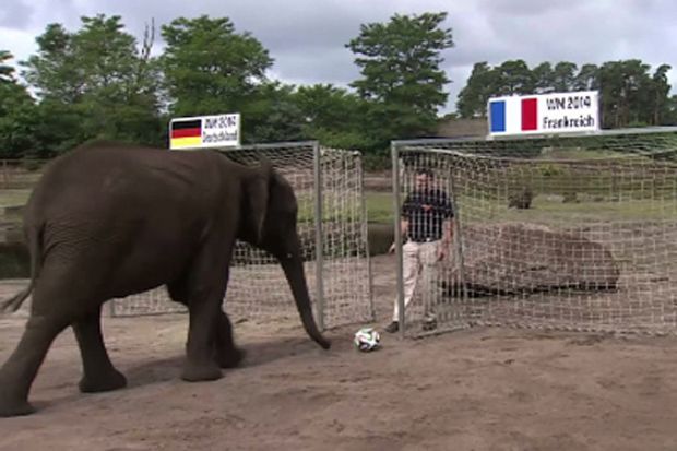 Gajah Nelly Ramalkan...
