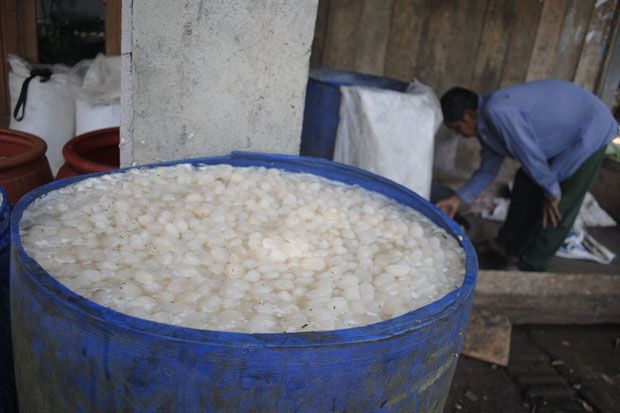 Kolang-Kaling Dipercaya...