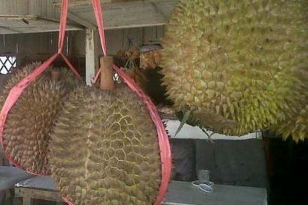 Tertimpa Durian, IRT...