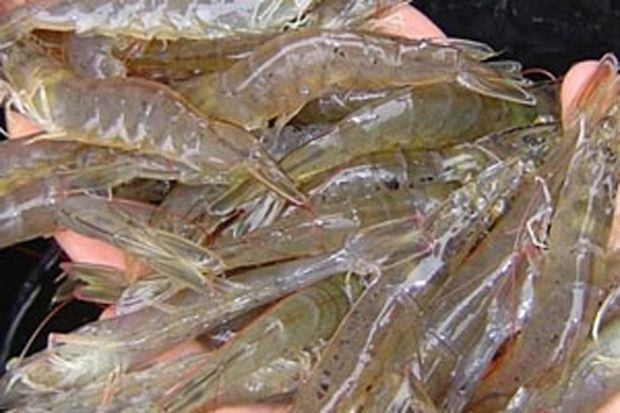 Eksportir Udang Diminta...