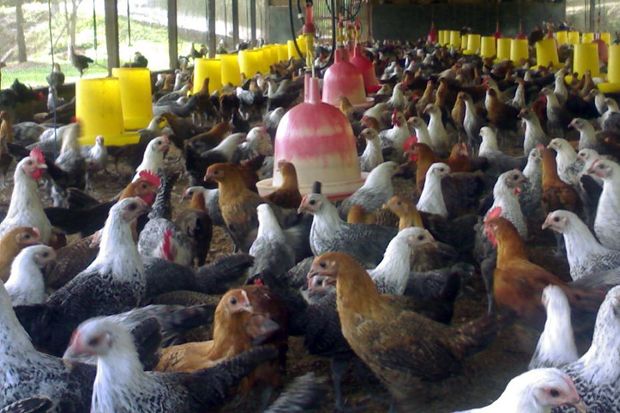 Harga Ayam Kampung Merangkak...