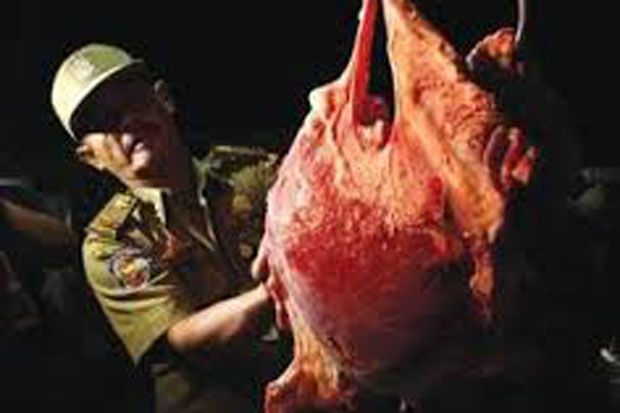Razia Daging Celeng...