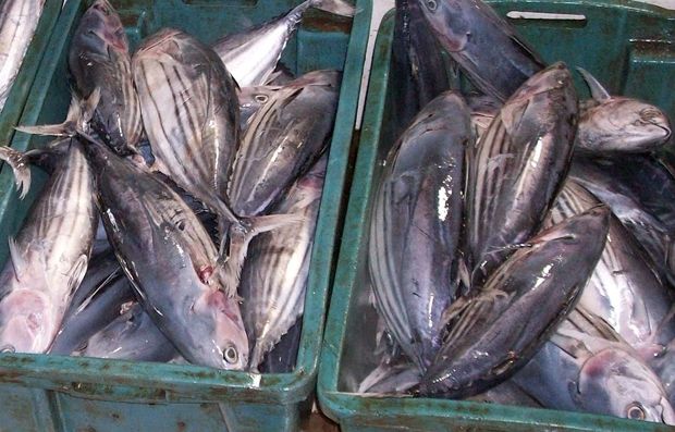 Harga Ikan Laut Lebaran...