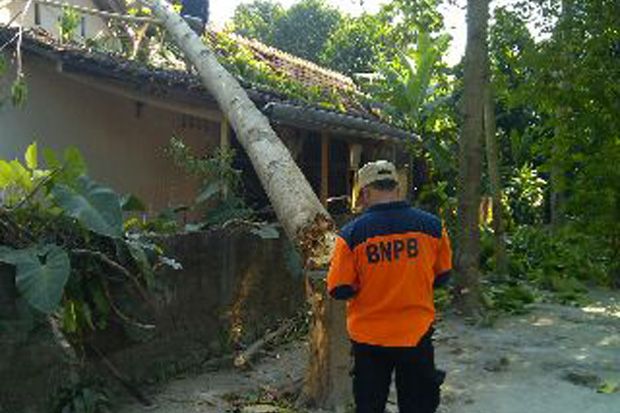 Pohon Tumbang Timpa...