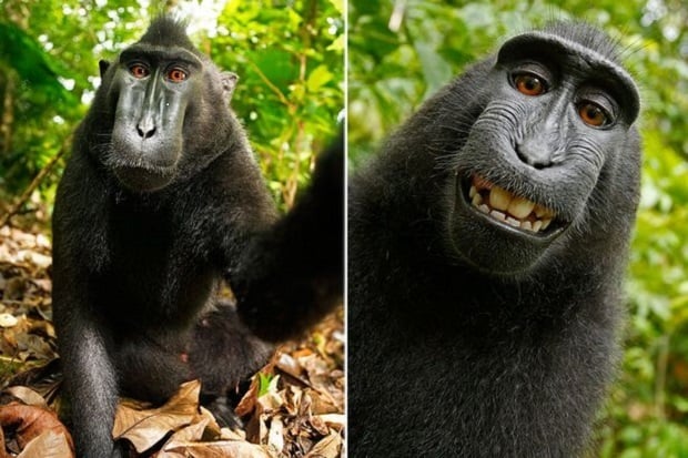 Gara-gara Monyet Selfie,...