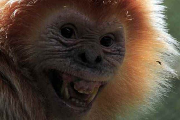Lutung Masuk Kampung...