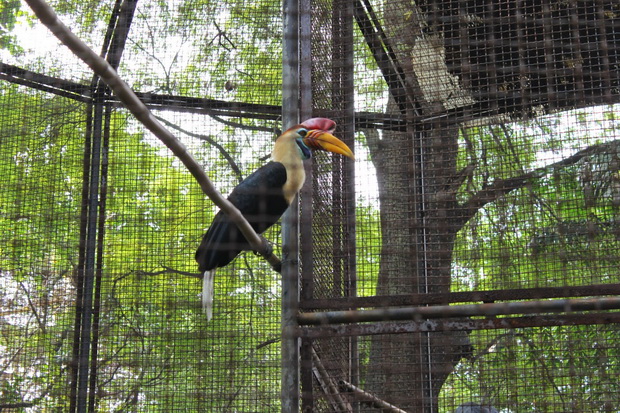 Perbaikan Sankar Burung...