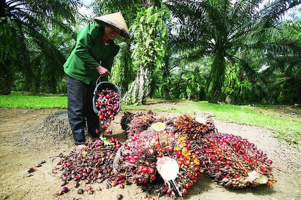40% Bibit Sawit di Kaltim...