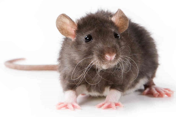 Tikus Invasi Taman Bermain...