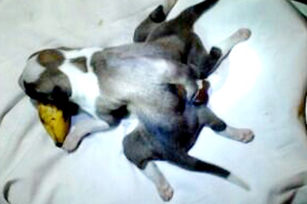 Anjing Berkaki Enam...
