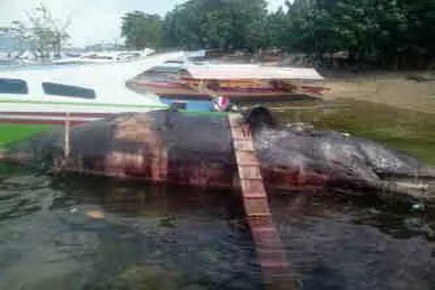 Bangkai Ikan Paus Terdampar...