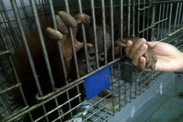 131 Hewan Penular Rabies...