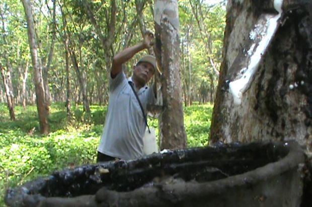 Buruh Sadap Karet Ini...