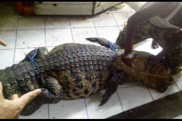 Buaya Dua Meter Gegerkan...