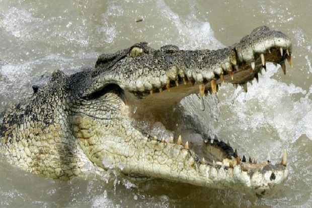 Duel dengan Buaya, Pria...