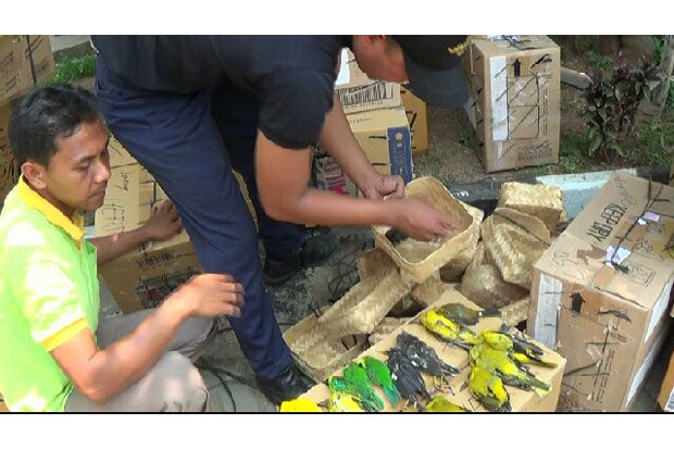Ribuan Burung Mati saat...
