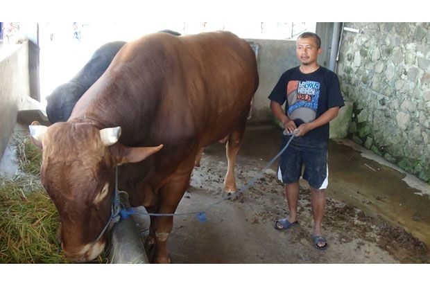 Ini Sapi yang Terjual...