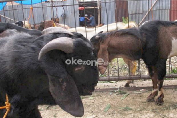 Dua Kambing Kurban Disikat...
