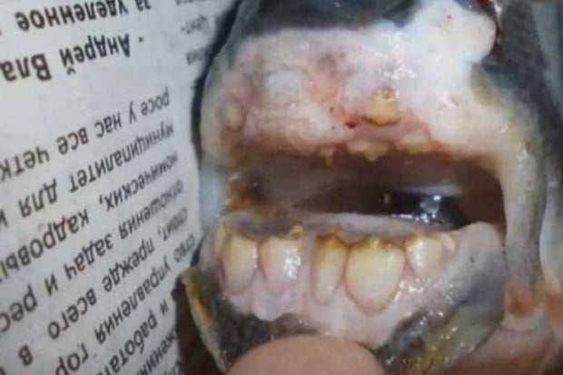 Ikan Bergigi Manusia...