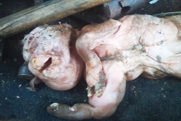 Kambing Berwajah Orang...