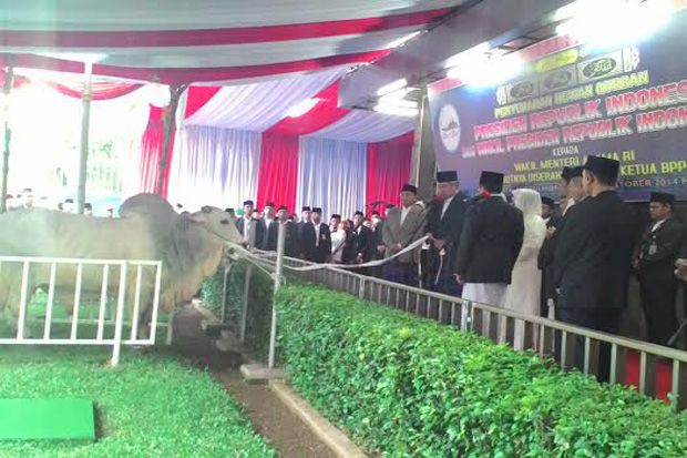 Sapi SBY-Boediono Berasal...