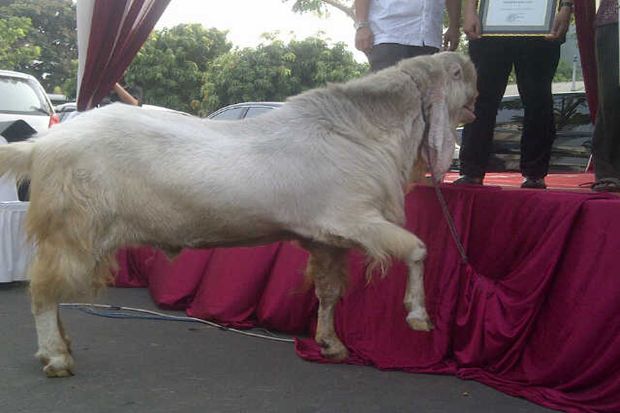 Ogah Ditimbang, Kambing...
