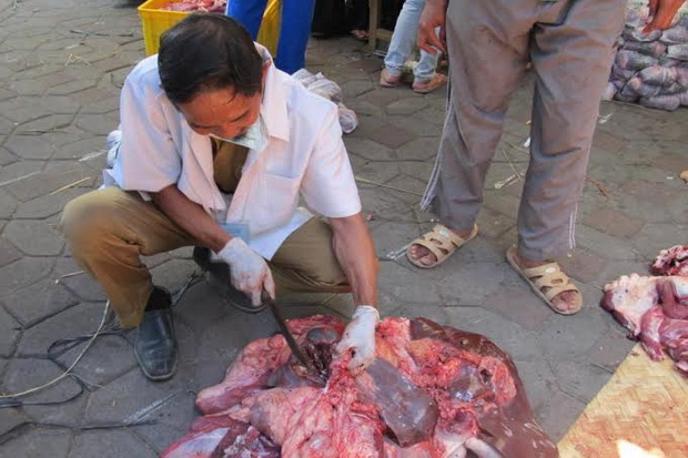16 Sapi Kurban di Bandung...