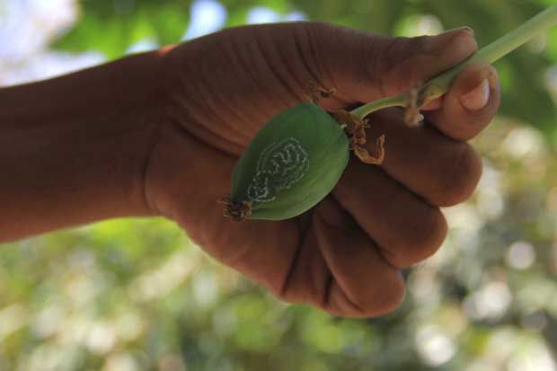 Lafal Allah di Buah...