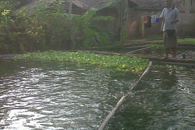 Menengok Kampung Gurami...