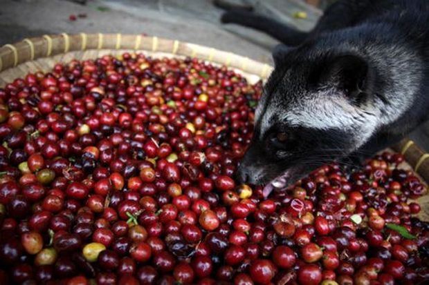 Kopi Luwak Malaysia...