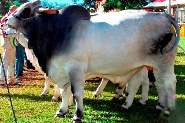 Sembawa Hasilkan Sapi...