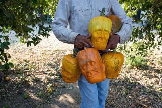 Pumpkenstein, Buah Labu...