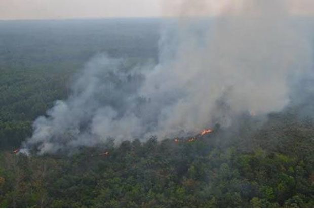 Walhi: Hutan di Riau...