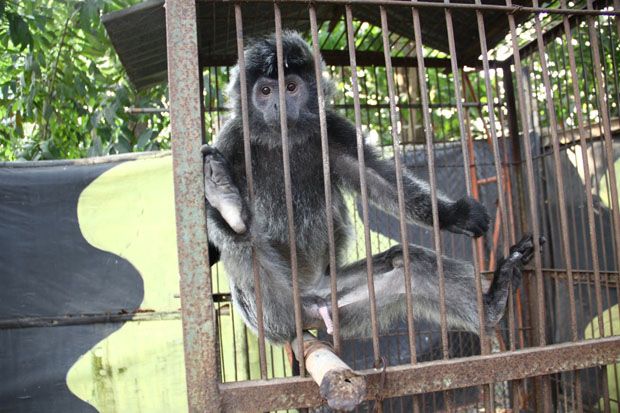 Animals Indonesia: Tutup...