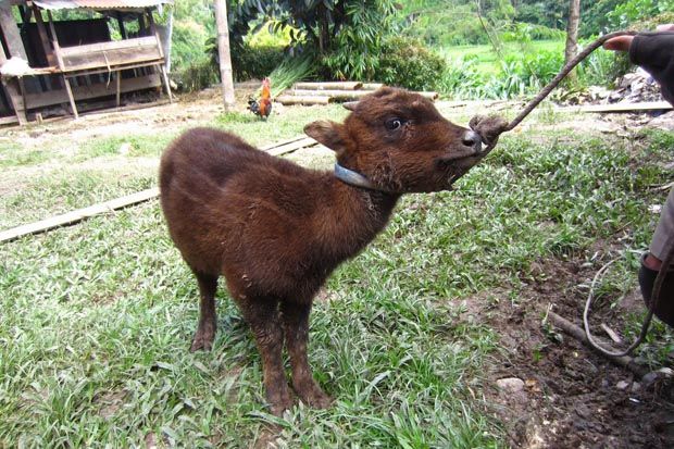 Koleksi Anoa KBS Bertambah