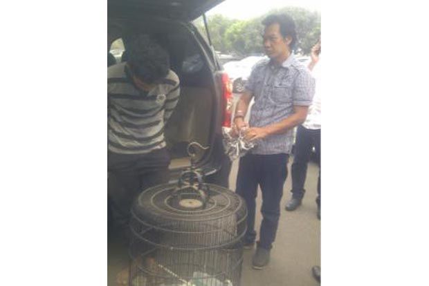 Di Palembang Sangkar...