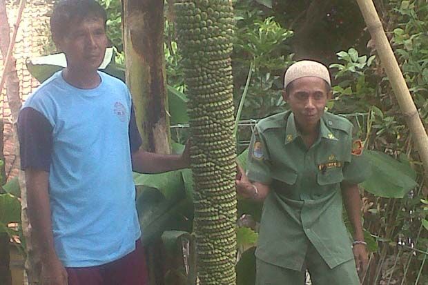 Pisang Unik Hebohkan...