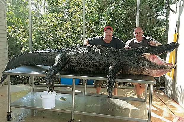 Buaya 347 Kg Ditangkap...