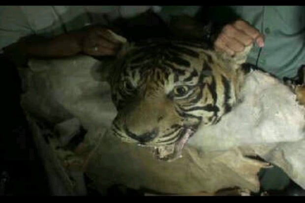 Jual Kulit Harimau Sumatera...